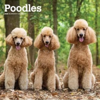 Poodles 2025 12 X 24 Inch Monthly Square Wall Calendar Plastic-Free - Browntrout