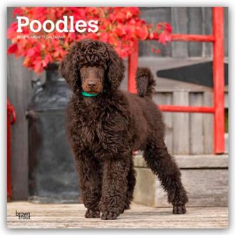 Poodles 2026 Square Flap Calendar - Browntrout Wandkalender - Browntrout Publishers