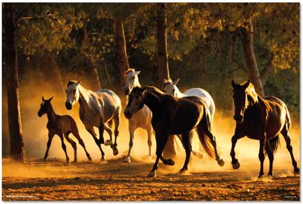 Poster Andalusian Horses 91,5x61cm Divers - 91.5x61 cm
