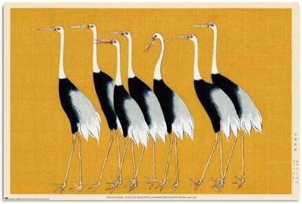 Poster Flock Of Beautiful Japanese Red Crown Crane By O Korin 61x91,5cm Divers - 61x91.5 cm