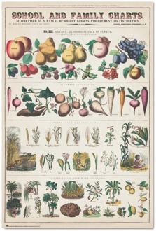 Poster Fruits And Vegetables 61x91,5cm Divers - 61x91.5 cm