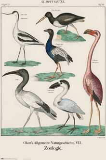 Poster Vintage Birds 61x91,5cm Divers - 61x91.5 cm