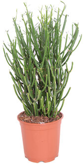 Potloodplant (Euphorbia Tirucalli) P 17 cm