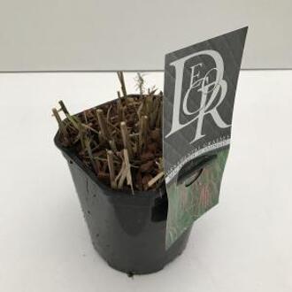 Prachtriet (Miscanthus sinensis "Flamingo") siergras - In 2 liter pot - 1 stuks