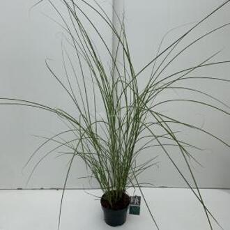 Prachtriet (Miscanthus sinensis "Gracillimus") siergras - In 3 liter pot - 1 stuks