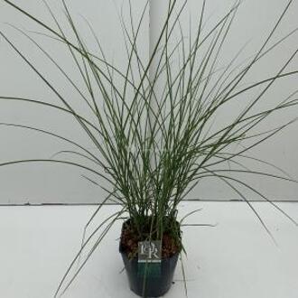 Prachtriet (Miscanthus sinensis "Gracillimus") siergras - In 5 liter pot - 1 stuks