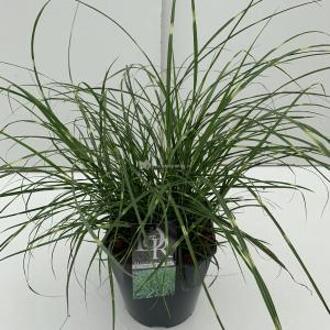 Prachtriet (Miscanthus sinensis "Little Zebra") siergras - In 5 liter pot - 1 stuks