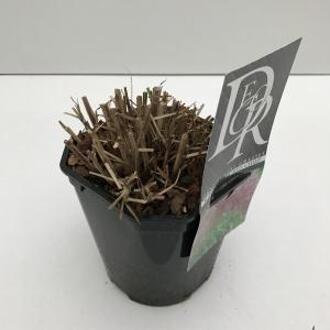 Prachtriet (Miscanthus sinensis "Red Chief") siergras - In 2 liter pot - 1 stuks