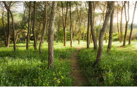 Praxis Fotobehang Blutenzauberwald 450x280 cm Multikleur