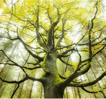 Praxis Fotobehang - Der Traumbaum 300x280cm - Vliesbehang Multikleur