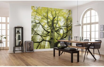 Praxis Fotobehang - Der Traumbaum 450x280cm - Vliesbehang Multikleur