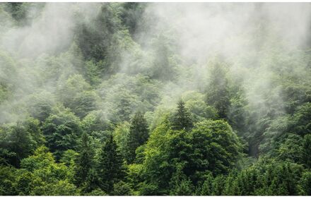 Praxis Fotobehang - Forest Land 400x250cm - Vliesbehang Multikleur