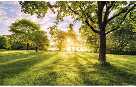 Praxis fotobehang Golden Moment groen - 400 x 250 cm - 6123