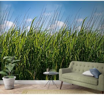 Praxis Fotobehang Gras - Groen - Blauw - 2,70m X 159cm