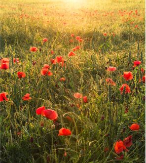 Praxis Fotobehang - Poppy World 250x280cm - Vliesbehang Multikleur