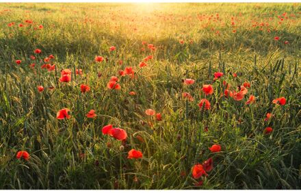 Praxis Fotobehang - Poppy World 450x280cm - Vliesbehang Multikleur