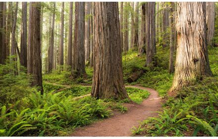 Praxis Fotobehang - Redwood Trail 450x280cm - Vliesbehang Multikleur