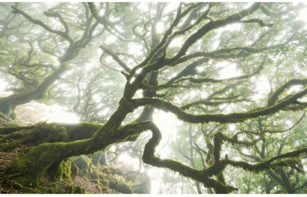 Praxis Fotobehang - The Forgotten Forest 400x250cm - Vliesbehang Multikleur