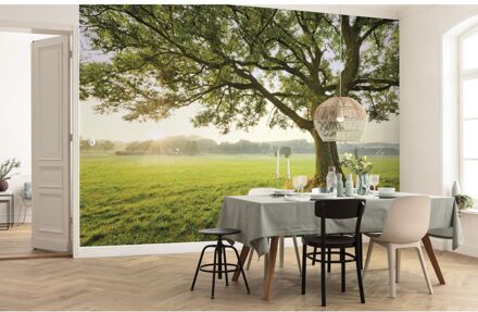 Praxis Fotobehang The Magic Tree 450x280 cm Multikleur