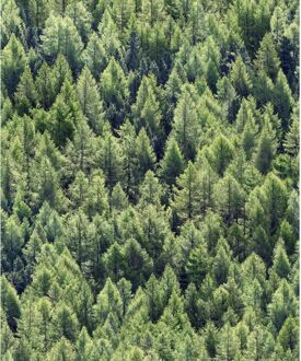 Praxis Vliesbehang Sparren - Groen - 10,05m X 53cm