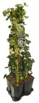 Privacy mix Hedera en Lonicera Hall's Prolific 75 cm 5-pack klimplanten