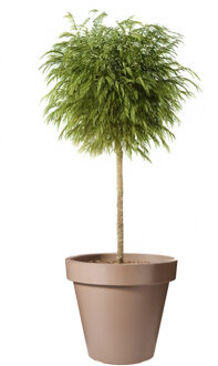 Pro Garden Bloempot - mokka bruin - rond - D50 cm - kunststof - plantenpot - tuin buiten