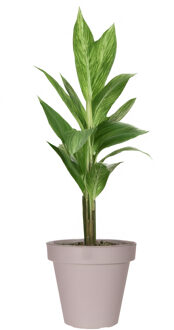 Pro Garden Bloempot - taupe - rond - D50 cm - kunststof - plantenpot - tuin buiten