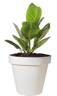 Pro Garden Bloempot - wit - rond - D25 cm - kunststof