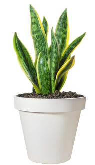 Pro Garden Bloempot - wit - rond - D30 cm - kunststof - plantenpot - tuin buiten