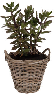 Pro Garden Planten/bloemen mand Cuba - rotan - lichtbruin - D38 x H36 cm - plantenpot voor buiten