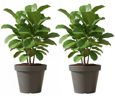 Prosperplast Bloempot/plantenpot voor binnen en buiten - 2x - D50 x H42 cm - donkergrijs - kunststof