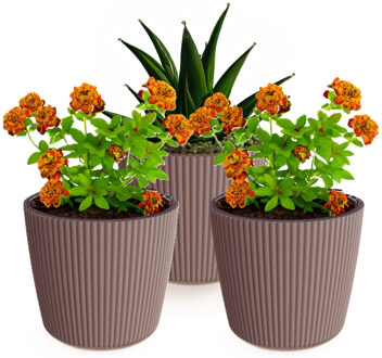 Prosperplast Plantenpot/bloempot Buckingham - 3x - kunststof - terra bruin - D14 x H13 cm - Plantenpotten