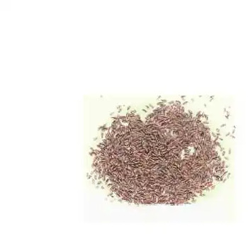 Psyllium seed
