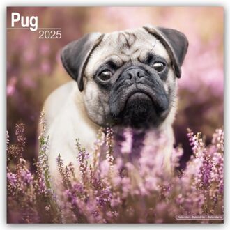 Pug Calendar 2025 Square Dog Breed Wall Calendar - 16 Month - Browntrout Wandkalender - Avonside Publishing Ltd