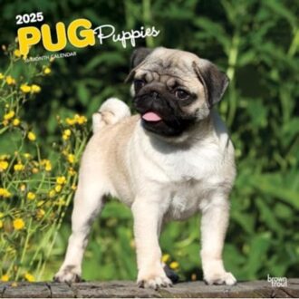 Pug Puppies 2025 Square Wrap