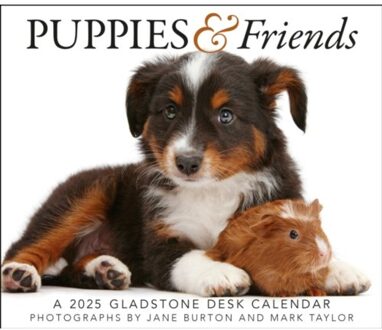 Puppies & Friends Box Calendar 2025 - Media, Gladstone