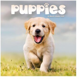 Puppies Square Mini Sunday Start Calenda - Carousel Calendars