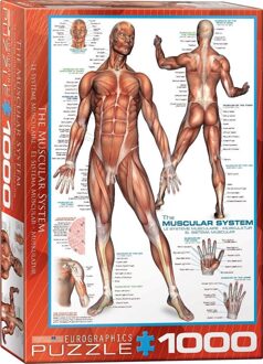 puzzel The Muscular System - 1000 stukjes