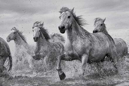 Pyramid Camargue Horses Poster 91,5x61cm