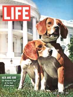 Pyramid Kunstdruk Time Life - Beagles 30x40cm Divers - 30x40 cm