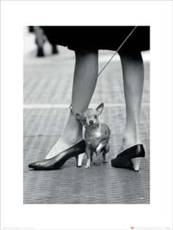 Pyramid Kunstdruk Time Life - Chihuahua 30x40cm Divers - 30x40 cm