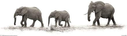 Pyramid Poster Mario Moreno - The Elephants 91,5x30,5cm Divers - 91.5x30.5 cm