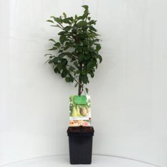 Pyrus communis Duo-Peer patio | 2 peren op 1 stam | Ø 18 cm