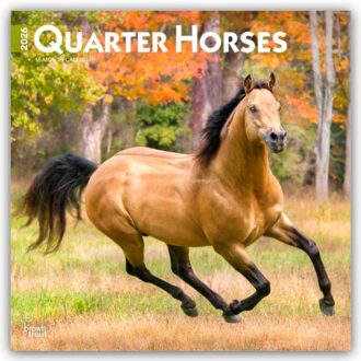 Quarter Horses - Quarter Horse 2026 - 16-Monatskalender - Browntrout Wandkalender - Browntrout Publishers