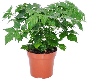 Radermachera Sinica - P 12 cm