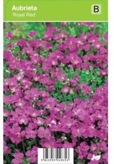 Randjesbloem (aubrieta "Royal Red") voorjaarsbloeier - 12 stuks