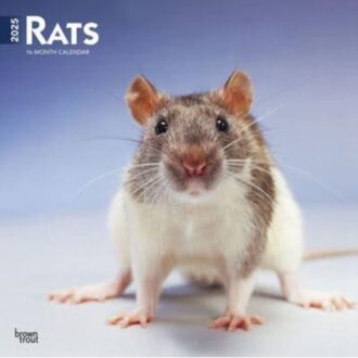 Rats 2025 12 X 24 Inch Monthly Square Wall Calendar Plastic-Free - Browntrout