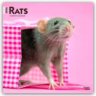 Rats 2026 Square Flap Calendar - Browntrout Wandkalender - Browntrout Publishers