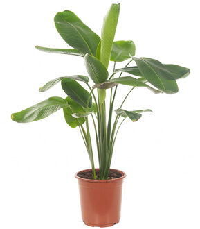 Ravenala Madagascariensis (Reizigersboom) - P 21 cm