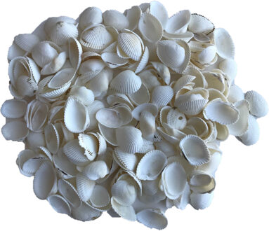 Rayher hobby materialen Rayher hobby decoratie schelpen/schelpjes - 2x zakjes - parelmoer/wit - afmeting 2 cm - 250 gram net